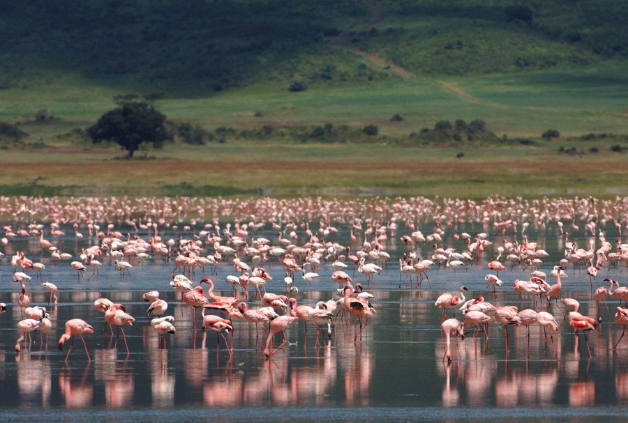 Фламинго на озере Магади